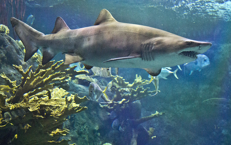 shark at the Florida aquarium